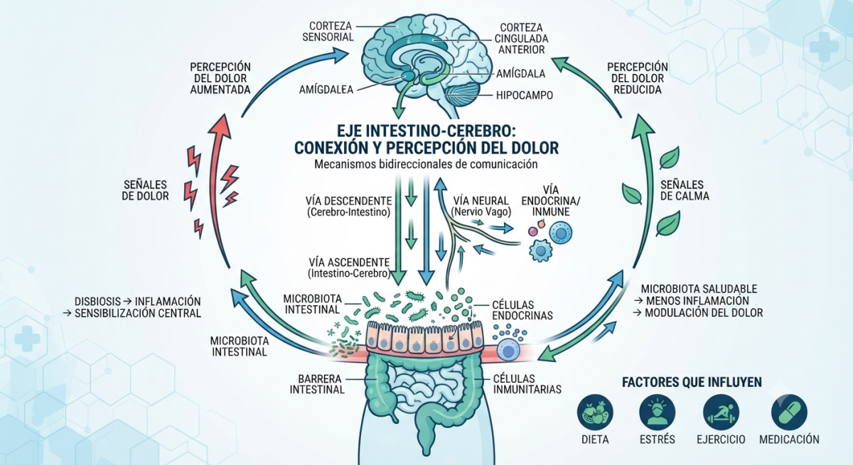 Diagrama infográfico detallado que muestra la conexión entre el eje intestino-cerebro y su impacto en la percepción del dolor, utilizando tonos azules y verdes para un entorno profesional.